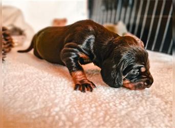 Black and Tan Coonhound-Welpen!