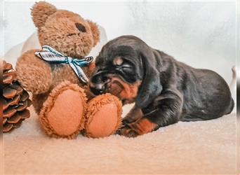 Black and Tan Coonhound-Welpen!