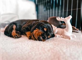 Black and Tan Coonhound-Welpen!