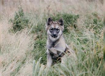 Exzellenter Pomsky F1b Welpe in seltener Farbe (Agouti, Husky-Optik)