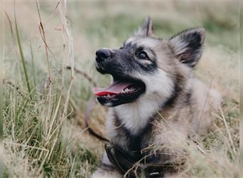 Exzellenter Pomsky F1b Welpe in seltener Farbe (Agouti, Husky-Optik)