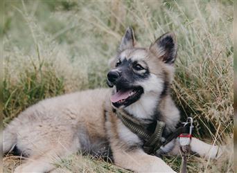 Exzellenter Pomsky F1b Welpe in seltener Farbe (Agouti, Husky-Optik)