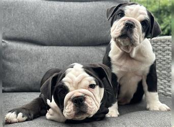 New English Bulldog Welpen mit Ahnentafel von untersuchten Eltern