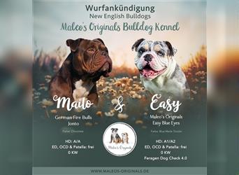 New English Bulldog Welpen mit Ahnentafel von untersuchten Eltern