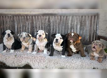 New English Bulldog Welpen mit Ahnentafel von untersuchten Eltern