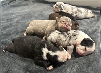 New English Bulldog Welpen mit Ahnentafel von untersuchten Eltern