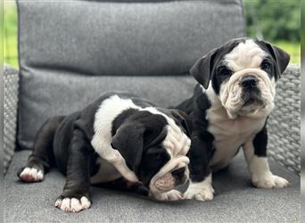 New English Bulldog Welpen mit Ahnentafel von untersuchten Eltern