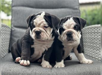 New English Bulldog Welpen mit Ahnentafel von untersuchten Eltern