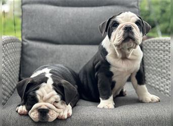 New English Bulldog Welpen mit Ahnentafel von untersuchten Eltern