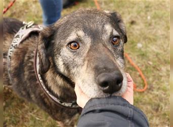 Buck, Schäferhund-Mix, geb. 2014, sucht verständnisvolle, geduldige Besitzer