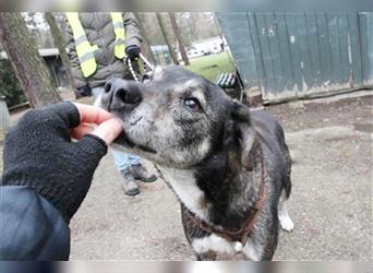 Buck, Schäferhund-Mix, geb. 2014, sucht verständnisvolle, geduldige Besitzer