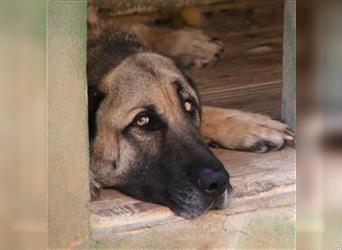 Lobo (Spanien) - gemütlicher Bär sucht ländliches Zuhause