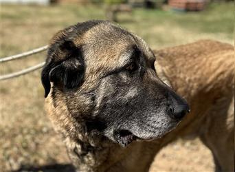 Lobo (Spanien) - gemütlicher Bär sucht ländliches Zuhause