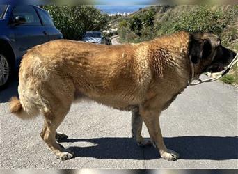 Lobo (Spanien) - gemütlicher Bär sucht ländliches Zuhause