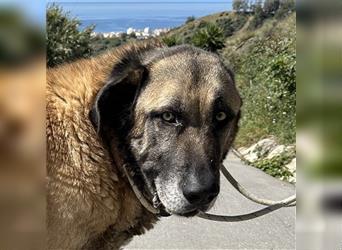 Lobo (Spanien) - gemütlicher Bär sucht ländliches Zuhause