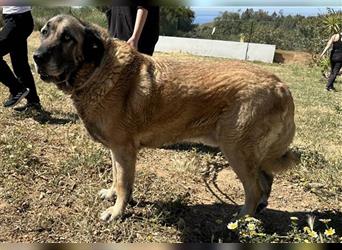 Lobo (Spanien) - gemütlicher Bär sucht ländliches Zuhause