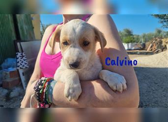 Calvino 04/24 (ESP) Calvino ist welpentypisch verspielt und neugierig