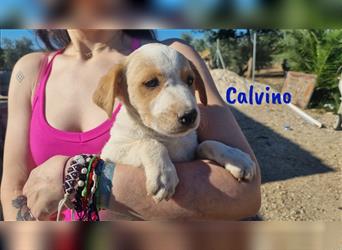 Calvino 04/24 (ESP) Calvino ist welpentypisch verspielt und neugierig