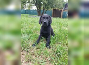 Bildhübsche Labrador Hündin (10 Wochen) mit Papieren in schwarz sucht...