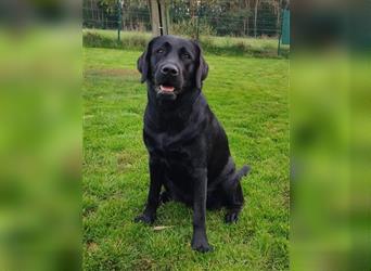 Bildhübsche Labrador Hündin (10 Wochen) mit Papieren in schwarz sucht...