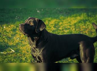 Bildhübsche Labrador Hündin (10 Wochen) mit Papieren in schwarz sucht...