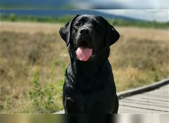 Bildhübsche Labrador Hündin (10 Wochen) mit Papieren in schwarz sucht...