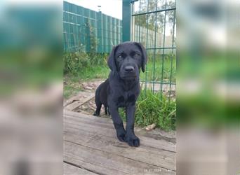 Bildhübsche Labrador Hündin (10 Wochen) mit Papieren in schwarz sucht...