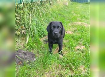 Bildhübsche Labrador Hündin (10 Wochen) mit Papieren in schwarz sucht...