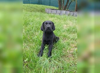 Bildhübsche Labrador Hündin (10 Wochen) mit Papieren in schwarz sucht...