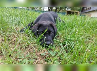 Bildhübsche Labrador Hündin (10 Wochen) mit Papieren in schwarz sucht...