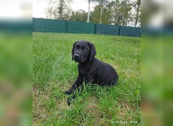 Bildhübsche Labrador Hündin (10 Wochen) mit Papieren in schwarz sucht...