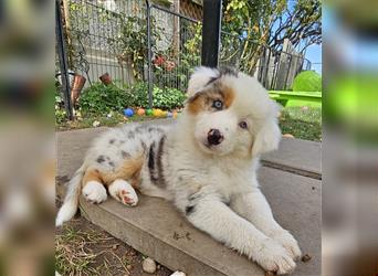 Australian Shephert Showlinie Welpen blue eyed Mdr1++ Genitsch freih von Erbkrankheiten