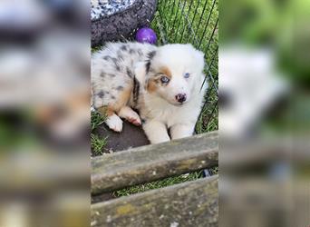 Australian Shephert Showlinie Welpen blue eyed Mdr1++ Genitsch freih von Erbkrankheiten