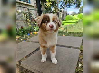 Australian Shepherd welpen Showlinie Mdr1++ Genetisch frei von Erbkrankheiten