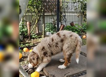 Australian Shepherd welpen Showlinie Mdr1++ Genetisch frei von Erbkrankheiten