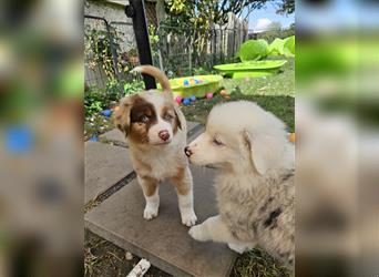 Australian Shepherd welpen Showlinie Mdr1++ Genetisch frei von Erbkrankheiten