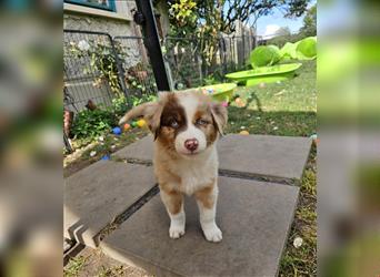 Australian Shepherd welpen Showlinie Mdr1++ Genetisch frei von Erbkrankheiten