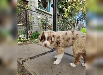 Australian Shepherd welpen Showlinie Mdr1++ Genetisch frei von Erbkrankheiten