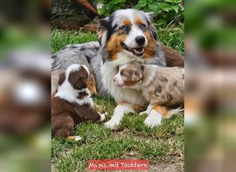 Australian Shepherd welpen Showlinie Mdr1++ Genetisch frei von Erbkrankheiten