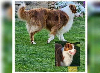 Australian Shepherd welpen Showlinie Mdr1++ Genetisch frei von Erbkrankheiten