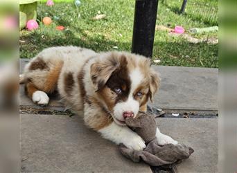 Australian Shepherd welpen Showlinie Mdr1++ Genetisch frei von Erbkrankheiten