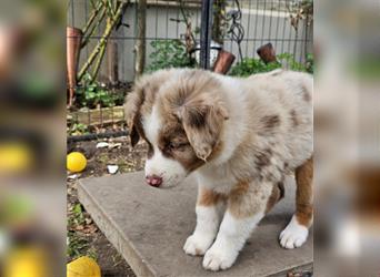 Australian Shepherd welpen Showlinie Mdr1++ Genetisch frei von Erbkrankheiten