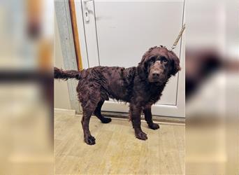 Murray - Flat - Coated - Retriever - Mischlingsrüde GNADENBROT