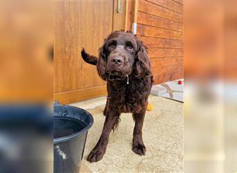 Murray - Flat - Coated - Retriever - Mischlingsrüde GNADENBROT