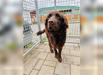 Murray - Flat - Coated - Retriever - Mischlingsrüde GNADENBROT