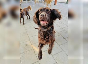 Murray - Flat - Coated - Retriever - Mischlingsrüde GNADENBROT