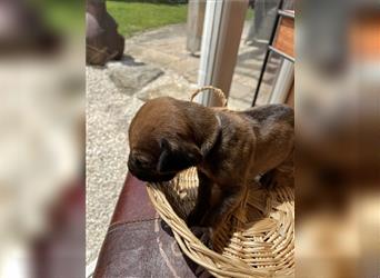 Rhodesian Ridgeback Welpen, Reinrassig, (Dark Red Wheaten)