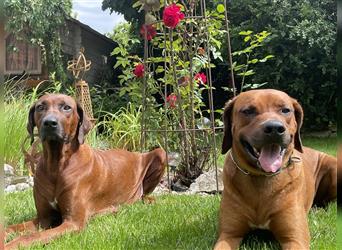 Rhodesian Ridgeback Welpen, Reinrassig, (Dark Red Wheaten)