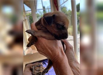 Rhodesian Ridgeback Welpen, Reinrassig, (Dark Red Wheaten)