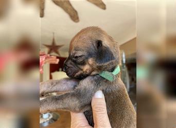 Rhodesian Ridgeback Welpen, Reinrassig, (Dark Red Wheaten)